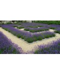 Лаванда вузьколиста Платінум Ніко | Lavandula angustifolia Platinum Niko | Лаванда узколистная Платинум Нико